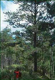 Two species of pines occur in mountainous regions of Luzon and Mindoro, prospering in areas where fires have killed other species of trees. 